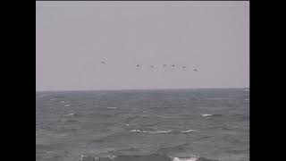 Razorbills flying Filey Brigg ornithology bird watching North Sea piscivores breeding season [upl. by Hancock497]