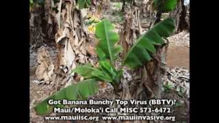 3 minute video How to Treat Banana Bunchy Top Virus [upl. by Burgess]