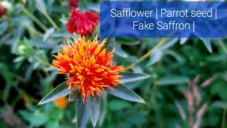 Carthamus tinctorius l Dyers Saffron  Safflower  False Saffron  Parrot Seed [upl. by Ecidnak]