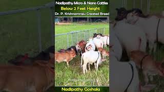 Nadipathy Cattle below 02 Feet Height cows video farming animals [upl. by Anahs]