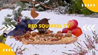 Live Stream Red Squirrel TV [upl. by Ayikur]