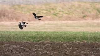 Balzflug der Kiebitze  Display flight of lapwings [upl. by Bela]