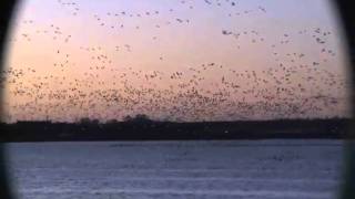 Montrose Basin Wildlife Reserve Over 60000 pinkfooted geese taking off [upl. by Karlis253]