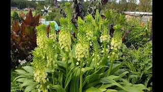 Pineapple Lilies [upl. by Ardet191]