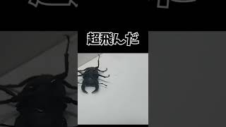 カブトムシvsホペイオオクワガタ [upl. by Kieger]