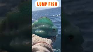 Lump fish respect fish lumpfish animals [upl. by Annatnas]