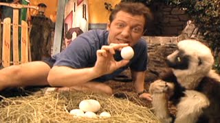 Zoboomafoo with the Kratt Brothers EGGS  Full Episodes Compilation [upl. by Codding]