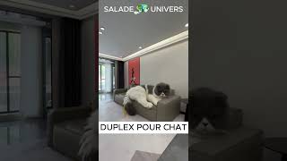 APPARTEMENT POUR ANIMAUX  animals chien chat [upl. by Ricker485]