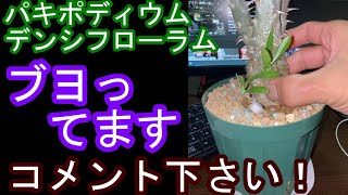 塊根植物パキポディウムデンシフローラム、ブヨってます根腐れ？水切れ？Pachypodium densiflorum a tuberous plant has gnats [upl. by Brenden]