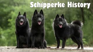 Podcast 141 Schipperke History  The “Little Captain” of Belgian dockyards [upl. by Sandra]