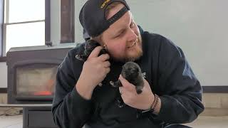 Norwegian Elkhound Puppies  Tonyas Litter 01232024 [upl. by Eenitsed332]