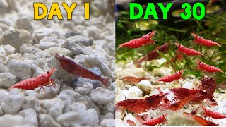 How many Cherry Shrimp in 30 days Breeding Neocaridina for Profit [upl. by Siuqcram344]