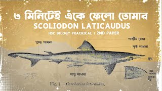 Let’s draw scoliodon laticaudus  HSC practical Biology 2nd paper [upl. by Akenor]