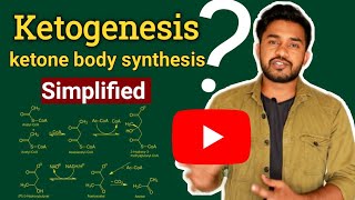 Ketone bodies synthesis and utilisation  In Hindi  ketogenesis [upl. by Aleris620]