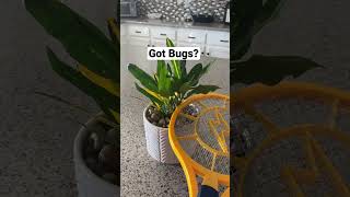 How to Get Rid of Gnats Kill Gnats Bugs In Houseplants Fruit flies Bug Zapper  ASMR Bites [upl. by Faline]