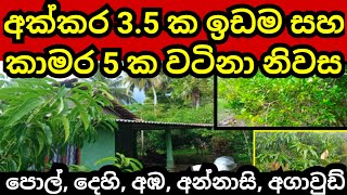 අක්කර 35 ක සරුසාර ඉඩම හා නිවස  Pol idam  Coconut land  House sale  Land for sale  Aduwata idam [upl. by Illona]