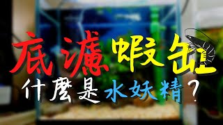 【岳來悅蝦】最簡單好養的底濾米蝦缸｜陰性水草蝦缸｜什麼是水妖精｜用水妖精改造底濾缸｜黑殼蝦｜養蝦開缸｜新手教學｜美國矽沙 5 [upl. by Goren]