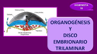 DISCO embrionario TRILAMINAR Y ORGANOGÉNESIS FORMACIÓN de la CABEZA y las estructuras faciales [upl. by Binah76]