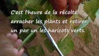 faire pousser des Haricots verts sur son balcon [upl. by Enelyk]