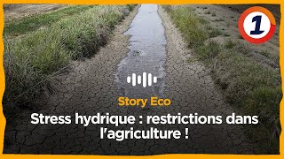 Stress hydrique  restrictions dans lagriculture [upl. by Marleen]