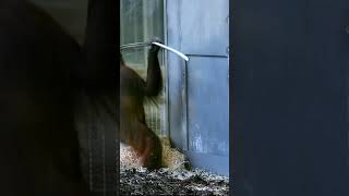 Funny Orangutan Sari Found Entertainmentshortsfunnyvideoorangutansfunnyanimalzoo [upl. by Anehsuc]