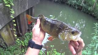 Pêche des carnassiers au vif  perche et brochet   17 [upl. by Aciemaj]