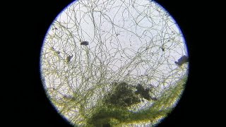 الطحالب تحت المجهر algae under the microscope [upl. by Meehan]