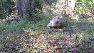 Cuban Crocodile “Chiquita” galloping like a dog on command shorts [upl. by Ais]