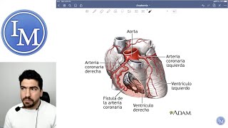 Anatomía  Sistema Cardiovascular  Inductivo a la Facultad de Medicina [upl. by Antoine]