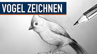 Vogel Zeichnen 🐦 Komplette Zeichenübung mit Schritt für Schritt Anleitung [upl. by Ausoj]