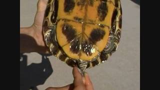 Discovering RedEared Slider Turtle Secrets Gender Determination [upl. by Selinski415]