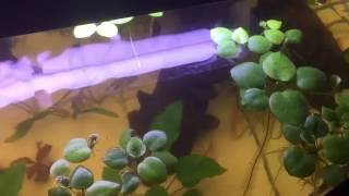 Amazon Frogbit quotLimnobium laevigatumquot floating plant [upl. by Necyrb]