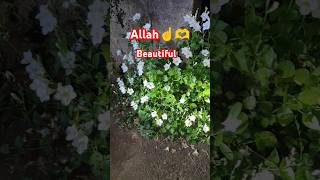 quran tilawatsurah beautiful Allah ka niyamat [upl. by Bonni]