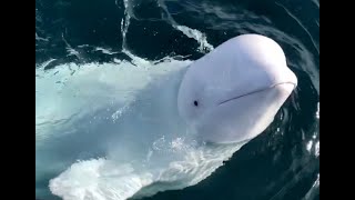 Introducing Hvaldimir The Russian Spy Whale A Voice for Hvaldimir  OneWhaleorg S1 E2 [upl. by Doubler]