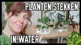 Planten stekken in water PienderZ [upl. by Janka418]