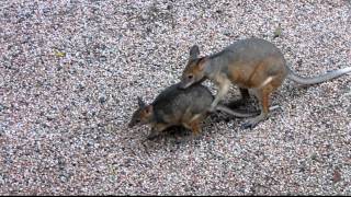 pademelon courtship [upl. by Kenlee]