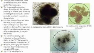 ColonyForming Cell CFC or ColonyForming Unit CFU Assays The Basics [upl. by Brandes181]