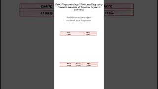 DNA profiling or DNA fingerprinting using RFLPs and VNTR probes genetics biology forensics [upl. by Portie238]