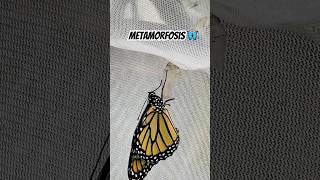 La Increíble Metamorfosis de la Mariposa Monarca 🦋✨ [upl. by Stacie]