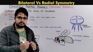 Bilateral and Radial Symmetry in Animals Classification On the Basis of Body plan [upl. by Patrizio]