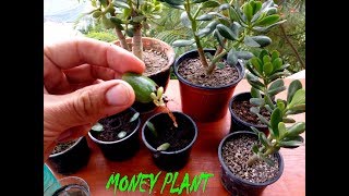 How to grow Money plant from leaf [upl. by Elnore]