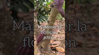 Curiosidad del cultivo de cacao [upl. by Nilrah]