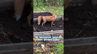 Red Fox playing in the garden coolerthanme backyardwildlife [upl. by Nnylatsyrk192]