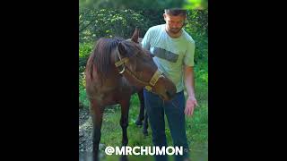 Un Caballo Maltratado es Salvado por su Nuevo Dueño 🐎🥺 [upl. by Augusto65]