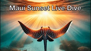 Maui Sunset LIVE Scuba Dive TT Replay 91924 [upl. by Ahsienak]