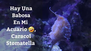 🔵 Caracol StomatellaUn Buen Aliado Para Tu Acuario Acuarios MB [upl. by Glass278]