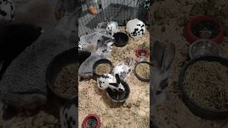 rabbits are close by rabbits animal animals toronto trending viral shortsviral vlog [upl. by Launamme919]