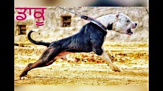 Pitbulls Fighter Aggressive Latest video 2019 [upl. by Ariem]