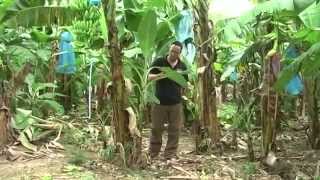 Where do bananas come from See how they are grown and harvested for Riverford [upl. by Nedrob]