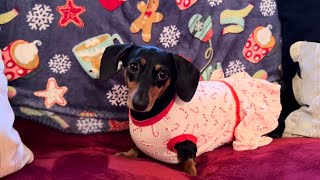 Miniature dachshund gets ready for Christmas ￼ [upl. by Shayla]